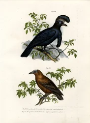 Amazonas-Schirmvogel, 1864